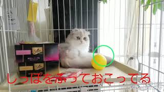 可愛い猫2