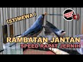 Suara Burung Rambatan Jantan Nyecret Kristal Dan Speed Rapat Masteran Rambatan Gacor
