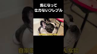 "The Frenchie that Can't Help but Worry" #shorts #vlog #frenchie #animals #dog