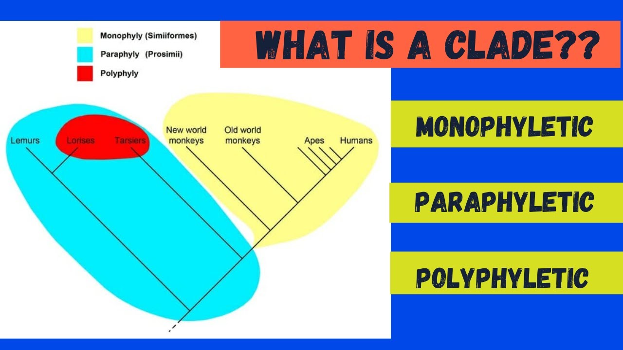 Why is Group III Polyphyletic?