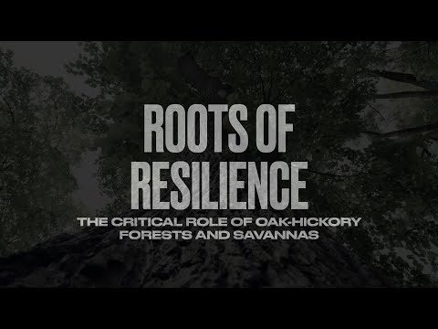 Roots of resilience: The critical role of oak-hickory forests and savannas