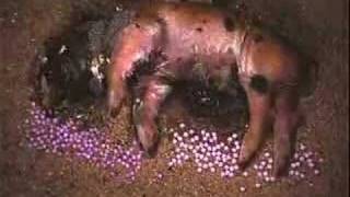 Decomposition of a Baby Pig