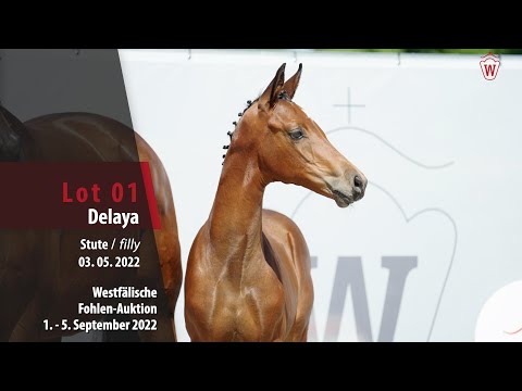 Fohlen-Auktion Lot 01  Delaya Stute v. Donier - Fidertanz