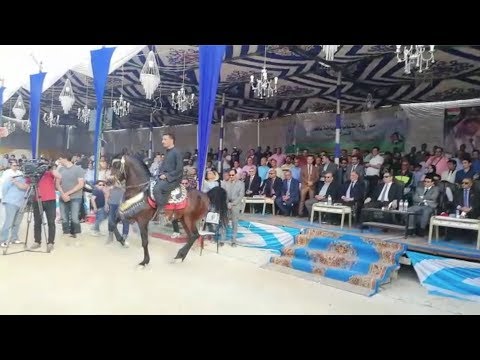 اختتام مهرجان الغربية للخيول العربية بحضور أشرف صبحي وعبدالهادي القصبي