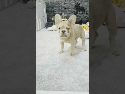 Video 4