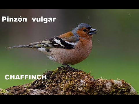 PINZÓN VULGAR | CHAFFINCH | Fringilla coelebs