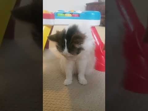 Cat coughing, wheezing and swallowing when purring