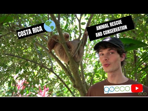 GoEco VOLUNTEER Trip Vlog - Animal Rescue and Conversion in Costa Rica