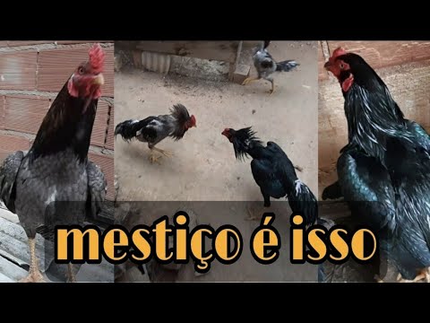 Mixed breed rooster🐓Brazilian rooster/what happens if they get together?