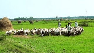 Goat Farming in a village in Andhra Pradesh