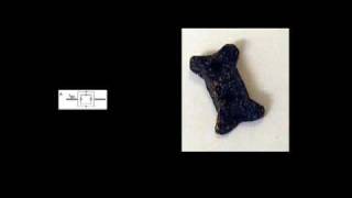 Schrödinger’s Dog: The Copenhagen Interpretation