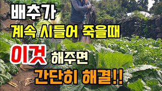 무름병으로 아직도 배추가 계속 죽어간다면 이렇게 해보세요 배추3차 마지막 추비