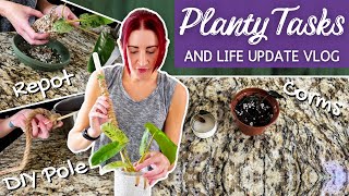 DIY Houseplant Poles, Moving Plants from Moss to Soil, Potting Up Corms + Life Updates | Planty Vlog