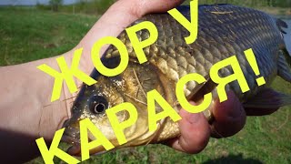 Рыбалка на карпа весной в краснодарском крае