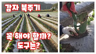 감자 북주기 2023 꼭 해야 할까요? 도구는? #감자밭북주기