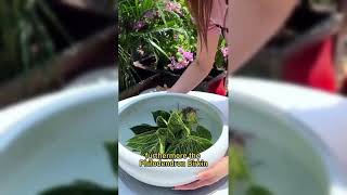 Improves air and sleep quality #plants