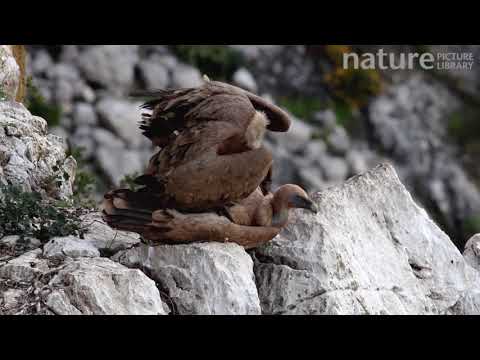 спаривание пары грифов (Gyps fulvus), Андалусия, Испания, июнь
