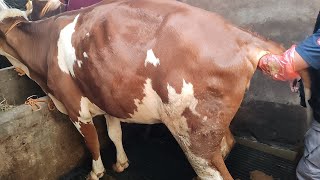 Download lagu CIRI & CARA PENGECEKAN SAPI BUNTING mp3