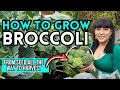 Watch This Before Growing Broccoli - Growing Broccoli From Seed To Harvest #broccoli #garden #plants