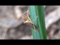 Stenodema laevigatum (Grass bug)