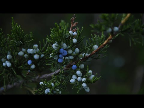 Wacholder - gegen rheumatische Beschwerden
