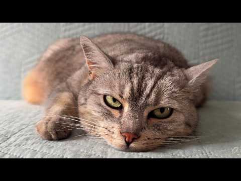 YouTube 썸네일