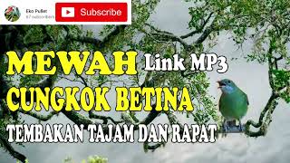 Download lagu CUNGKOK BETINA TAJAM & RAPAT || JEDA SUARA AIR mp3 Download lagu CUNGKOK BETINA TAJAM & RAPAT || JEDA SUARA AIR mp3