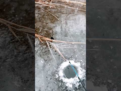 Мышиный переполох: Щука vs Грызун на льду! 🐟🐭#рыбалка #смешноевидео #видеоприколы