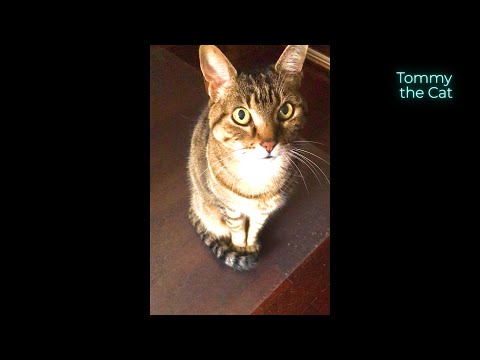 I asked my cat a question... and he replied !!