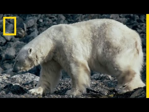 Les ours polaires sans banquise