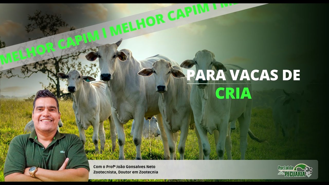 What is the best grass for breeding cows?