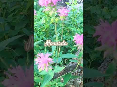 モナルダについて詳しく解説
