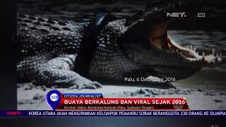 Download lagu Buaya Berkalung Ban Viral Sejak 2016 - NET 24 mp3