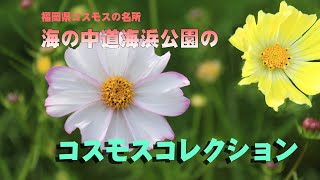福岡県コスモスの名所　海の中道海浜公園の 珍しいコスモスの花