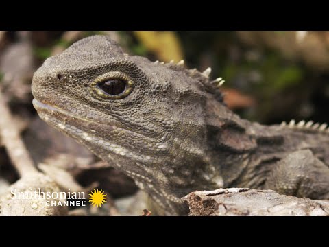 Hatéria bodkovaná (Sphenodon punctatus) — vrcholový predátor svojho ekosystému (Smithsonian)
