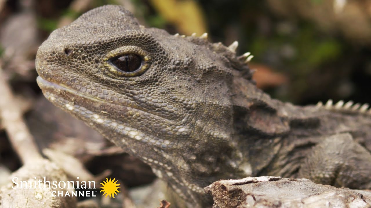 Tuatara - Smithsonian Channel