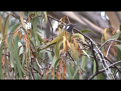 Medárik bielosluchý (Nesoptilotis leucotis) — správanie a biotop