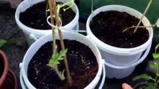 Wassermelone (Mini) trägt erste Frucht! Gartenupdate Part 6