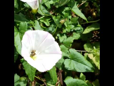 A BEE landing on a flower 