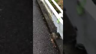 顔でかの日常