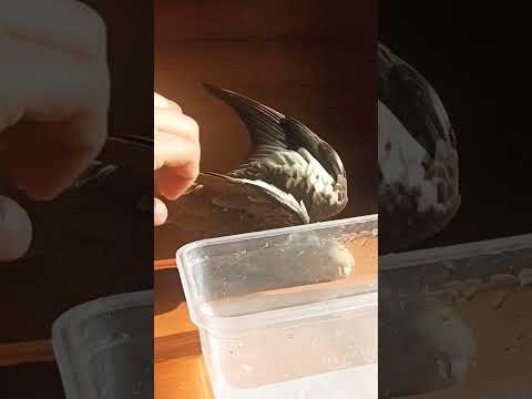 She's so happy  #cocktiel #bathtime #happybird #birdlover