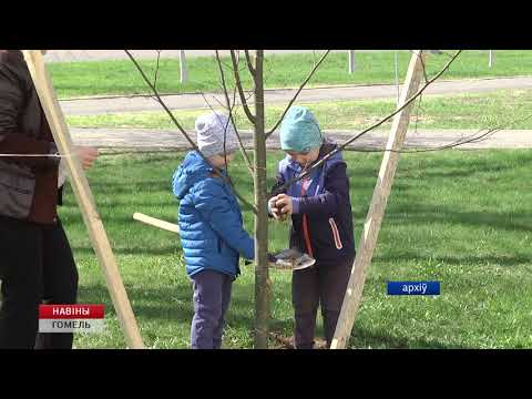 Парк семейных деревьев заложат в Гомеле  видео