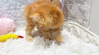 サイベリアンの動画01