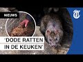 Rattenplaag teistert buurt: 'Ratten uit de wc'