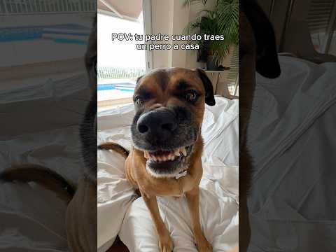 Tu padre cuando traes un perro a casa 😂