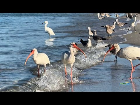 Lots of Wading Birds and Seagulls Feeding Along the Shore of Vanderbilt Beach in Naples, Florida