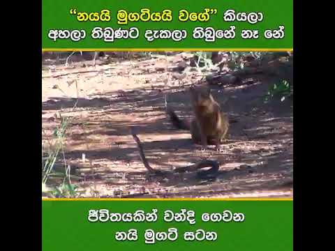 nai mugati satana,,animal