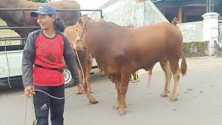 Download lagu Buffalo bull Carolina pantera en la ciudad' | Toro y Vaca info farm mp3 Download lagu Buffalo bull Carolina pantera en la ciudad' | Toro y Vaca info farm mp3