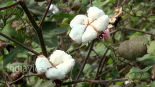 Plucking of Cotton bolls, Nandikonda 