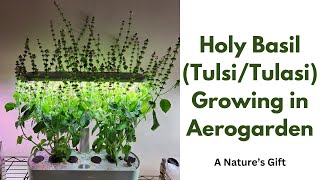 Holy Basil (Tulsi/Tulasi) Growing in Aerogarden Harvest Hydroponics